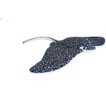 cuddlekins Eagle Ray 